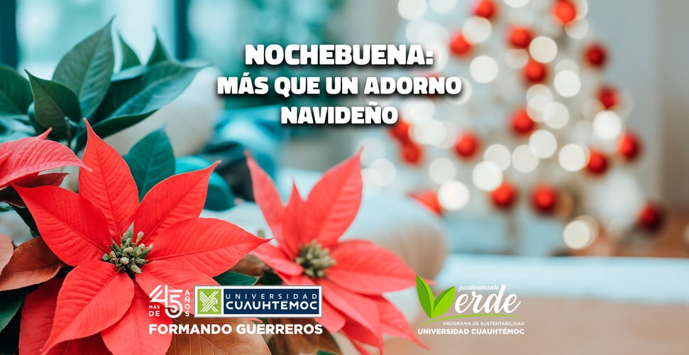 nochebuena
